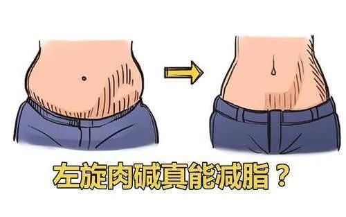 左旋肉碱能减肉？,图片,左旋肉碱,减肥,谣言,脂肪,水,科普,食品,标准,食品安全,第1张