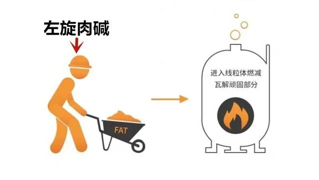 左旋肉碱能减肉？,图片,左旋肉碱,减肥,谣言,脂肪,水,科普,食品,标准,食品安全,第7张
