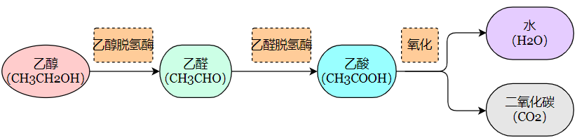 迷醉人类千年的酒,202207231658585460341660.png,乙醛中毒,酒精代谢,食品,水,糖尿病,酶,碳,安全,第6张