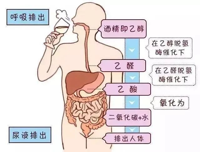 迷醉人类千年的酒,图片,乙醛中毒,酒精代谢,食品,水,糖尿病,酶,碳,安全,第5张