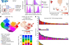 NATURE！斯坦福大学医学院Catherine J. Wu：黑色素瘤中辅助性和调节性抗肿瘤 CD4+ T 细胞的前景