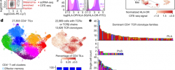 NATURE！斯坦福大学医学院Catherine J. Wu：黑色素瘤中辅助性和调节性抗肿瘤 CD4+ T 细胞的前景