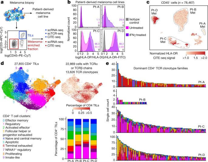 NATURE！斯坦福大学医学院Catherine J. Wu：黑色素瘤中辅助性和调节性抗肿瘤 CD4+ T 细胞的前景,图片,癌症,黑色素瘤,抗肿瘤,克隆,抗原,nature,第1张