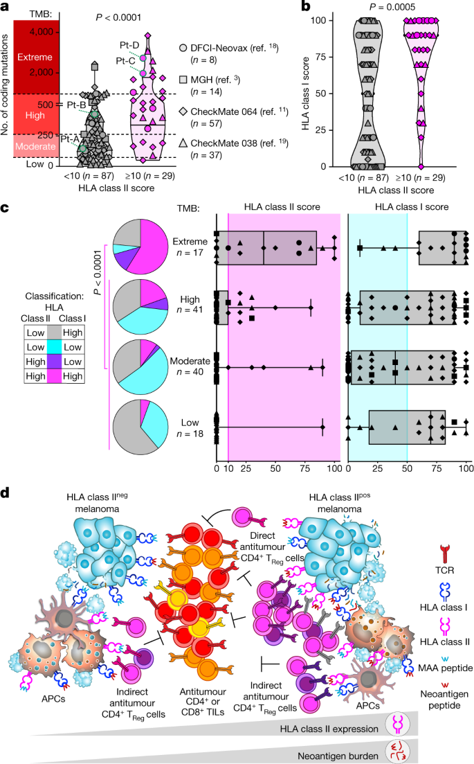 NATURE！斯坦福大学医学院Catherine J. Wu：黑色素瘤中辅助性和调节性抗肿瘤 CD4+ T 细胞的前景,图片,癌症,黑色素瘤,抗肿瘤,克隆,抗原,nature,第4张