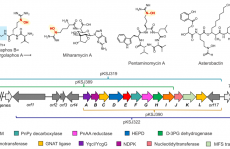 最新JACS:Argolaphos的生物合成揭示了含有氨基甲基膦酸盐和 Nε-羟基精氨酸的天然产物的不寻常生化起源