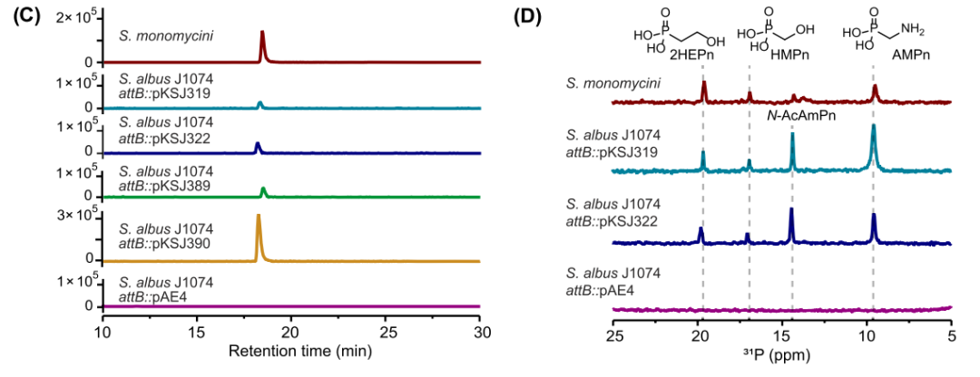 最新JACS:Argolaphos的生物合成揭示了含有氨基甲基膦酸盐和 Nε-羟基精氨酸的天然产物的不寻常生化起源,图片,氨基酸,抗生素,基因组学,催化剂,水,环境,化学,标准,第2张