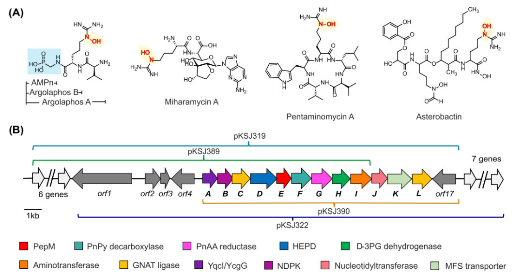 最新JACS:Argolaphos的生物合成揭示了含有氨基甲基膦酸盐和 Nε-羟基精氨酸的天然产物的不寻常生化起源,图片,氨基酸,抗生素,基因组学,催化剂,水,环境,化学,标准,第1张