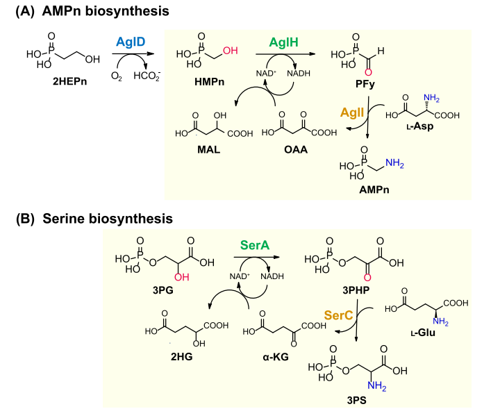 最新JACS:Argolaphos的生物合成揭示了含有氨基甲基膦酸盐和 Nε-羟基精氨酸的天然产物的不寻常生化起源,图片,氨基酸,抗生素,基因组学,催化剂,水,环境,化学,标准,第3张