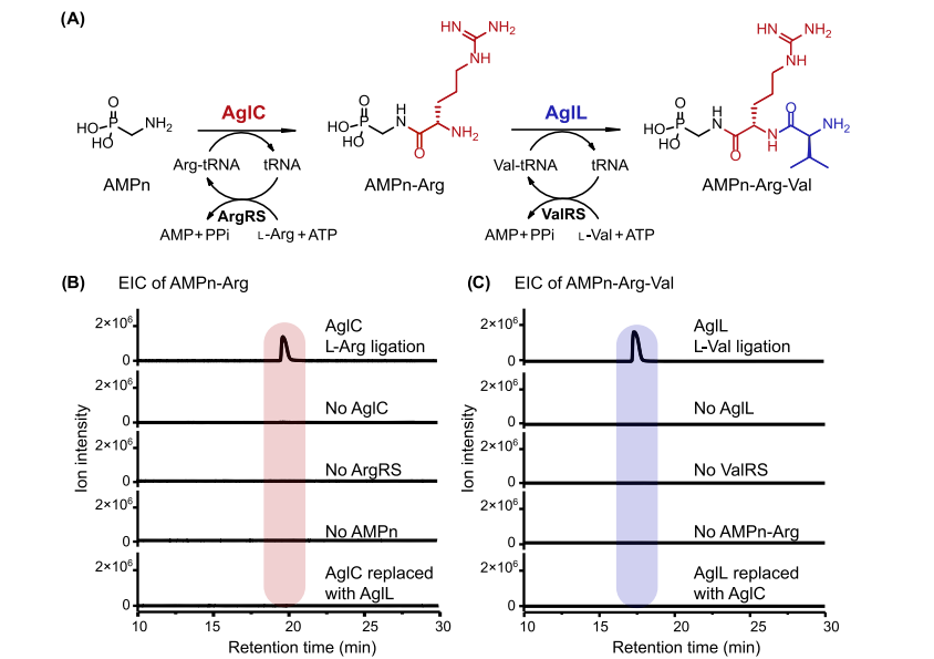 最新JACS:Argolaphos的生物合成揭示了含有氨基甲基膦酸盐和 Nε-羟基精氨酸的天然产物的不寻常生化起源,图片,氨基酸,抗生素,基因组学,催化剂,水,环境,化学,标准,第5张