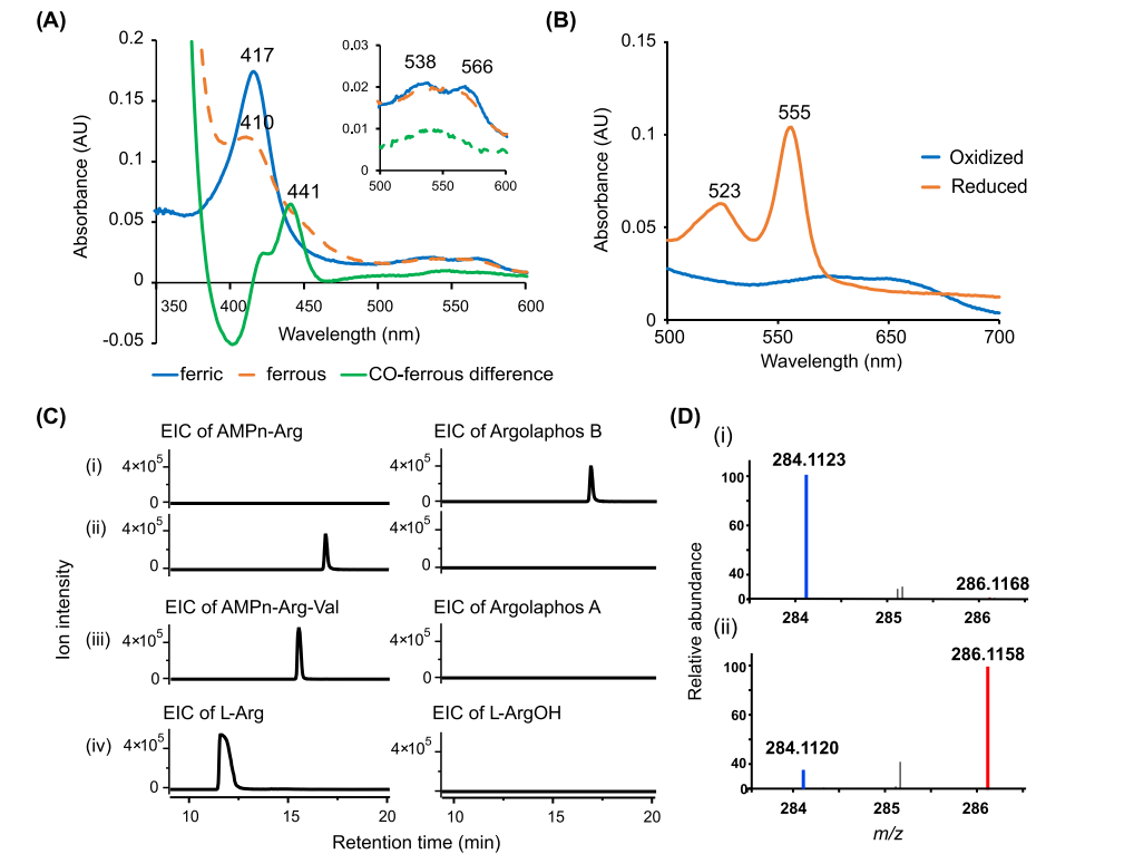 最新JACS:Argolaphos的生物合成揭示了含有氨基甲基膦酸盐和 Nε-羟基精氨酸的天然产物的不寻常生化起源,图片,氨基酸,抗生素,基因组学,催化剂,水,环境,化学,标准,第6张