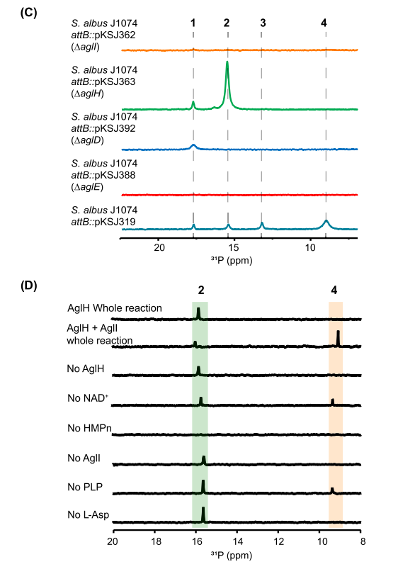 最新JACS:Argolaphos的生物合成揭示了含有氨基甲基膦酸盐和 Nε-羟基精氨酸的天然产物的不寻常生化起源,图片,氨基酸,抗生素,基因组学,催化剂,水,环境,化学,标准,第4张