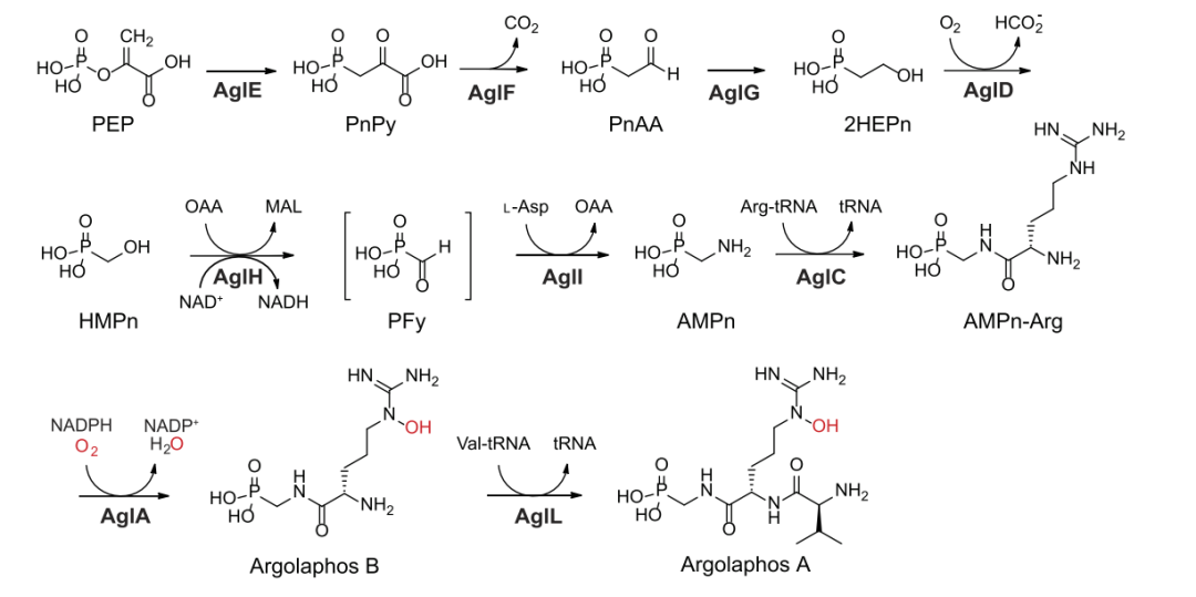 最新JACS:Argolaphos的生物合成揭示了含有氨基甲基膦酸盐和 Nε-羟基精氨酸的天然产物的不寻常生化起源,图片,氨基酸,抗生素,基因组学,催化剂,水,环境,化学,标准,第7张
