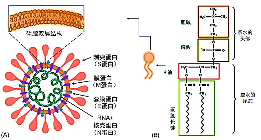 看隐形战斗下，快速检测新型冠状病毒的方法-抗原检测（胶体金法）,图片,新冠疫情,核酸检测,抗原检测,胶体金法,免疫层析技术,第3张