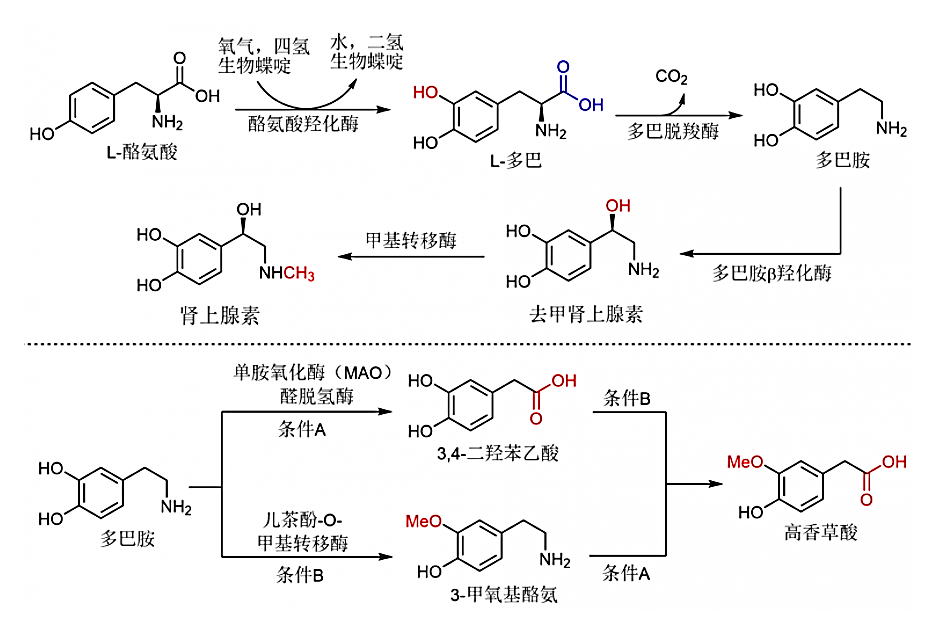 情绪调节剂-多巴胺,图片,多巴胺,神经递质,受体,人类情感之父,水,环境,化学,生物,氨基酸,第6张