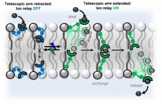 继电器最新JACS:一种光响应型跨膜阴离子转运体继电器