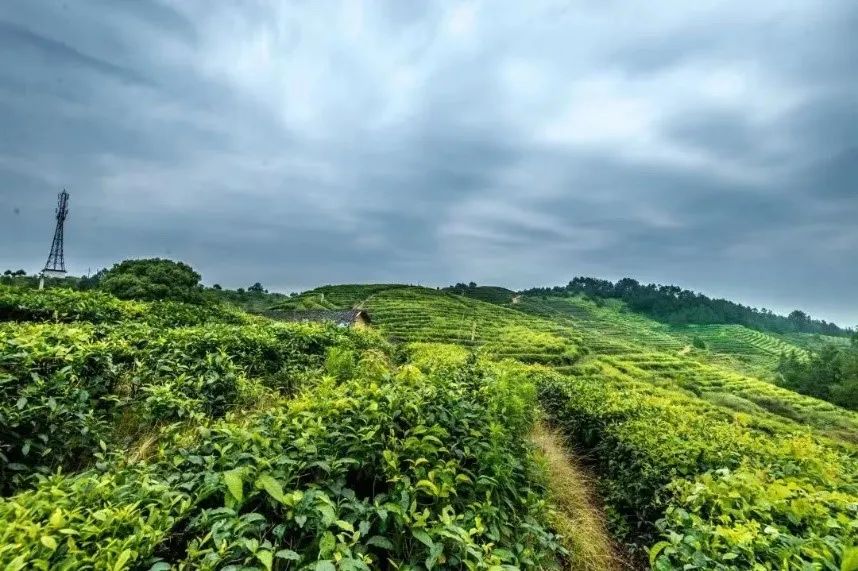 热播剧《梦华录》中，赵盼儿的茶为什么这么受欢迎？,图片,茶,茶多酚,发酵茶,降血脂,抗肿瘤,科普,第5张