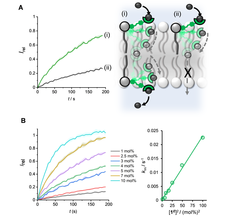 继电器最新JACS:一种光响应型跨膜阴离子转运体继电器,图片,材料,膜通道,纳米,环境,化学,生物,受体,第3张