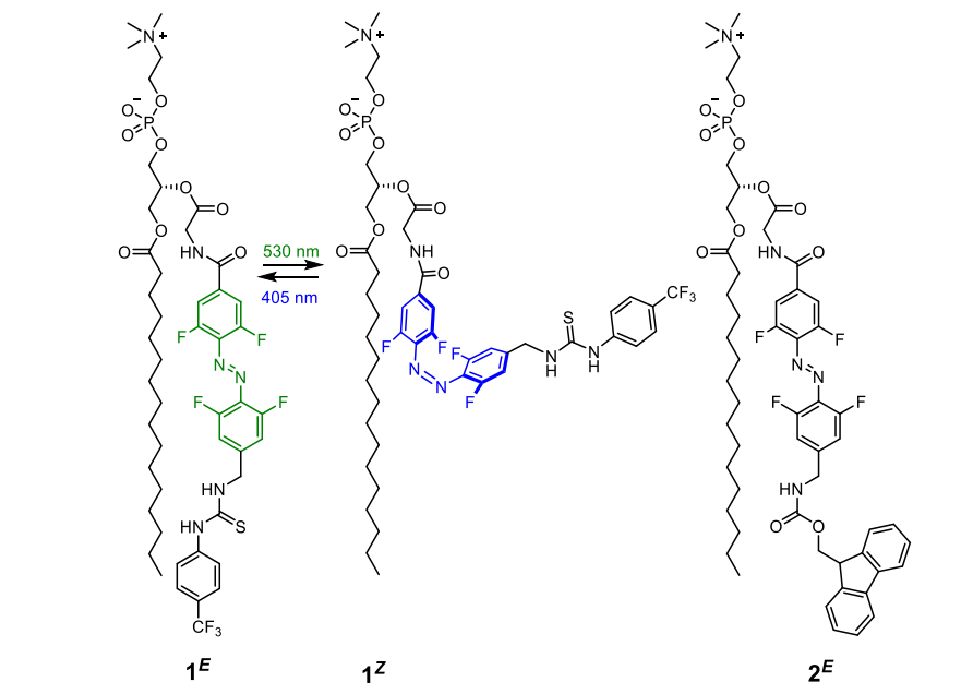 继电器最新JACS:一种光响应型跨膜阴离子转运体继电器,图片,材料,膜通道,纳米,环境,化学,生物,受体,第2张