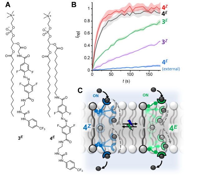 继电器最新JACS:一种光响应型跨膜阴离子转运体继电器,图片,材料,膜通道,纳米,环境,化学,生物,受体,第6张