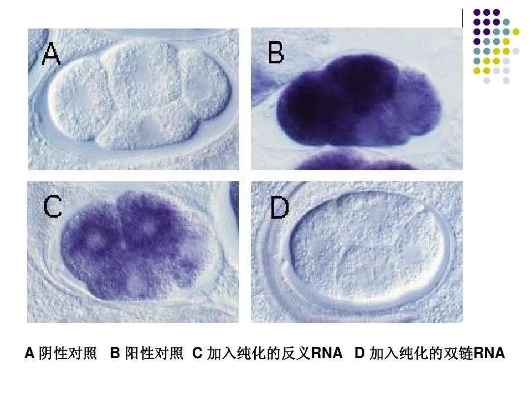 siRNA的“小身躯与大作用”,图片,siRNA,制药,第2张