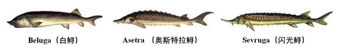 “吃货”的鱼子酱自由,图片,科普,鱼子酱,鲟鱼,过渡捕捞,濒危物种,第3张