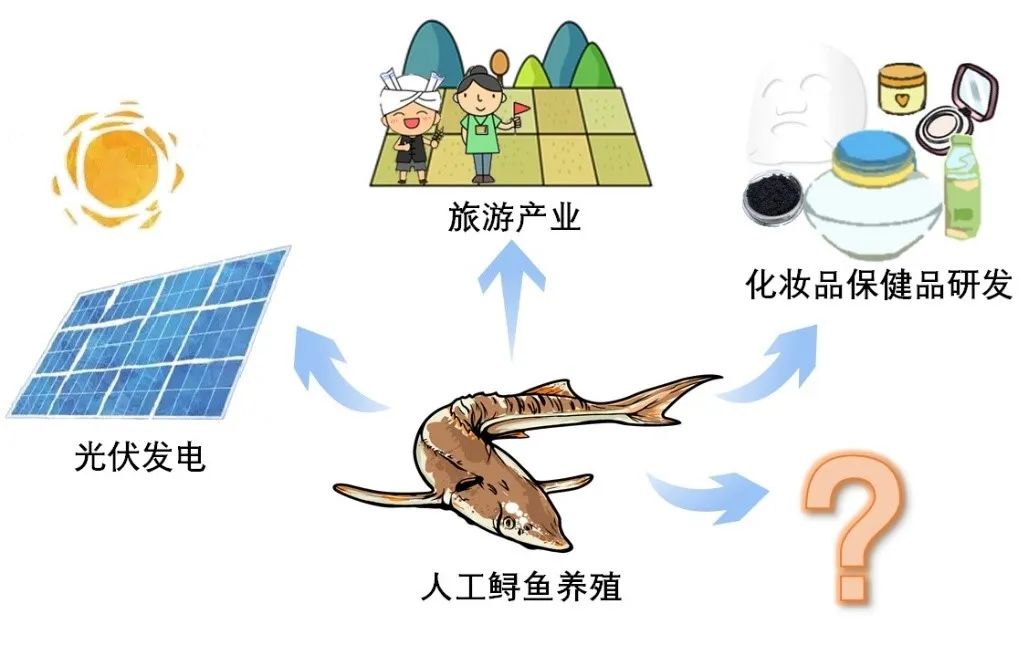 “吃货”的鱼子酱自由,图片,科普,鱼子酱,鲟鱼,过渡捕捞,濒危物种,第7张