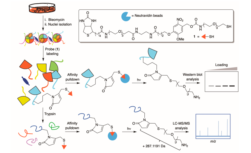 最新JACS: —博莱霉素处理后DNA损伤诱导的组蛋白翻译后修饰的细胞内形成,图片,DNA损伤,电离辐射,氨基酸,水,化学,标准,生物,检测,第3张