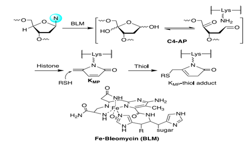 最新JACS: —博莱霉素处理后DNA损伤诱导的组蛋白翻译后修饰的细胞内形成,图片,DNA损伤,电离辐射,氨基酸,水,化学,标准,生物,检测,第1张