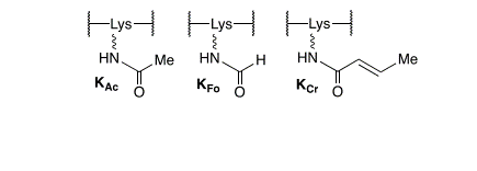 最新JACS: —博莱霉素处理后DNA损伤诱导的组蛋白翻译后修饰的细胞内形成,图片,DNA损伤,电离辐射,氨基酸,水,化学,标准,生物,检测,第2张