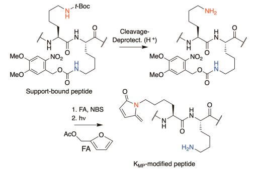 最新JACS: —博莱霉素处理后DNA损伤诱导的组蛋白翻译后修饰的细胞内形成,图片,DNA损伤,电离辐射,氨基酸,水,化学,标准,生物,检测,第5张