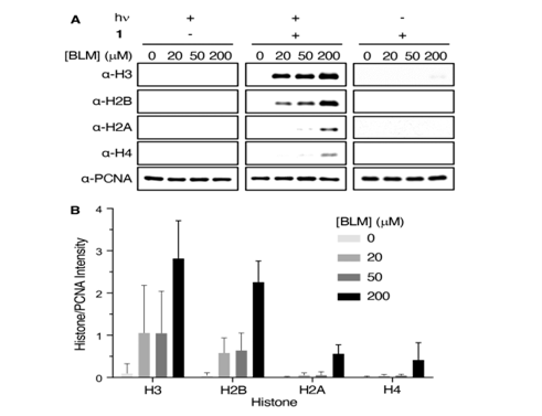 最新JACS: —博莱霉素处理后DNA损伤诱导的组蛋白翻译后修饰的细胞内形成,图片,DNA损伤,电离辐射,氨基酸,水,化学,标准,生物,检测,第4张