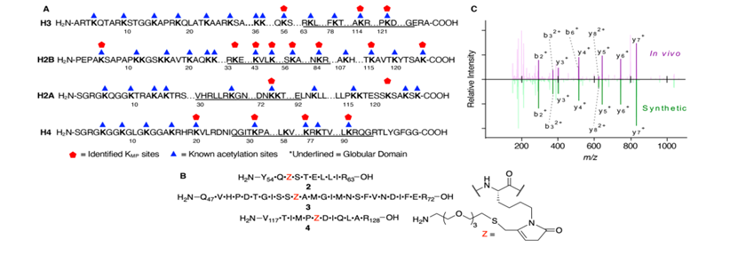 最新JACS: —博莱霉素处理后DNA损伤诱导的组蛋白翻译后修饰的细胞内形成,图片,DNA损伤,电离辐射,氨基酸,水,化学,标准,生物,检测,第6张