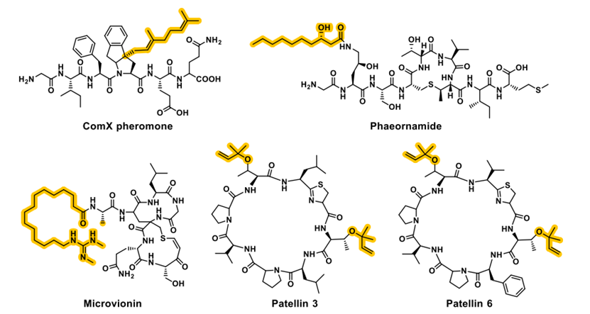 最新ACCOUNTS:—肽酶促脂化催化剂,图片,材料,​生物活性肽,胰岛素,蛋白质脂化,催化剂,第3张