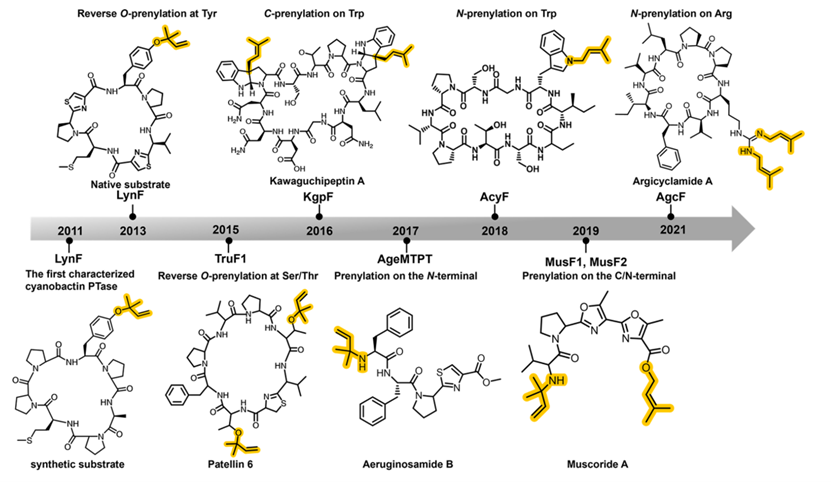 最新ACCOUNTS:—肽酶促脂化催化剂,图片,材料,​生物活性肽,胰岛素,蛋白质脂化,催化剂,第8张