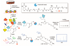 最新JACS: —博莱霉素处理后DNA损伤诱导的组蛋白翻译后修饰的细胞内形成