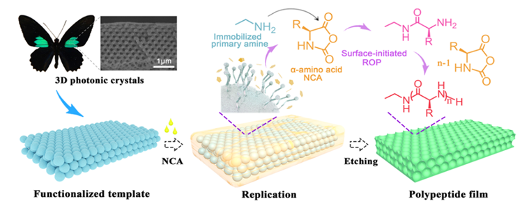 最新JACS: —具有可调结构颜色的仿生多肽光子薄膜,图片,生物医药,光子晶体结构,氨基酸,纳米,第2张