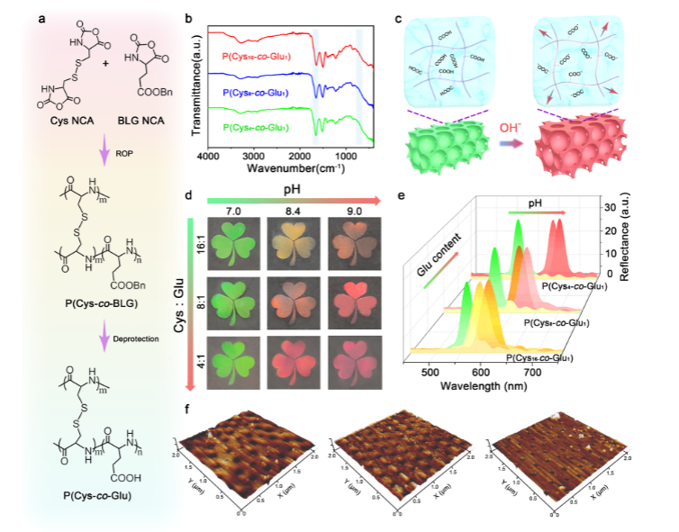 最新JACS: —具有可调结构颜色的仿生多肽光子薄膜,图片,生物医药,光子晶体结构,氨基酸,纳米,第5张