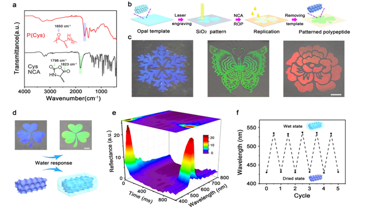 最新JACS: —具有可调结构颜色的仿生多肽光子薄膜,图片,生物医药,光子晶体结构,氨基酸,纳米,第4张