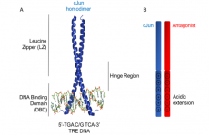 最新JACS:一种获得转录因子活性功能肽抑制剂的方法