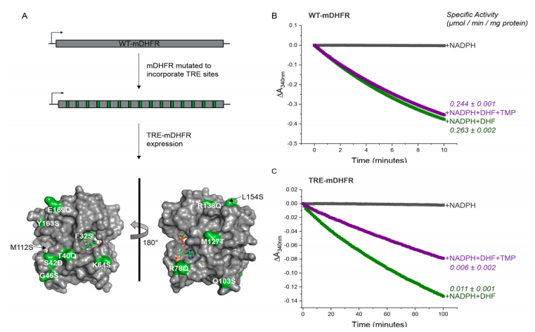 最新JACS:一种获得转录因子活性功能肽抑制剂的方法,图片,靶标,第2张