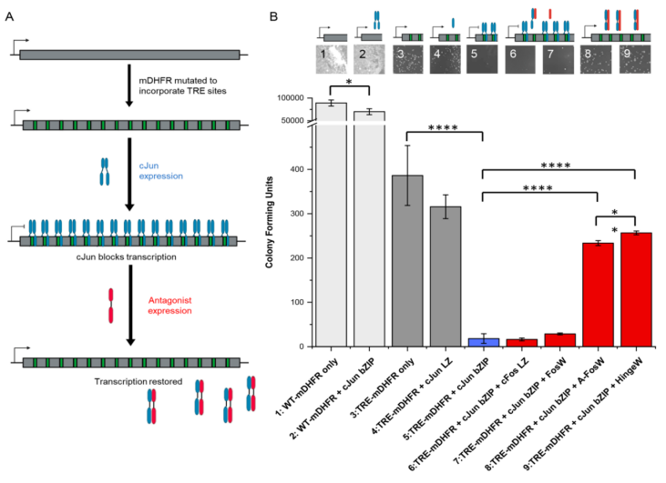 最新JACS:一种获得转录因子活性功能肽抑制剂的方法,图片,靶标,第3张