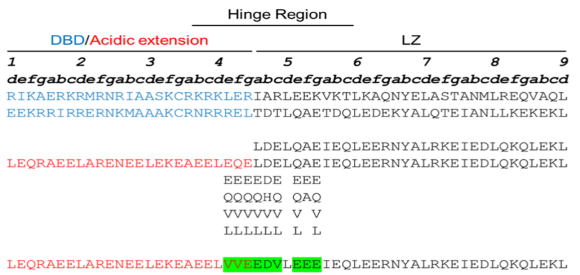 最新JACS:一种获得转录因子活性功能肽抑制剂的方法,图片,靶标,第4张