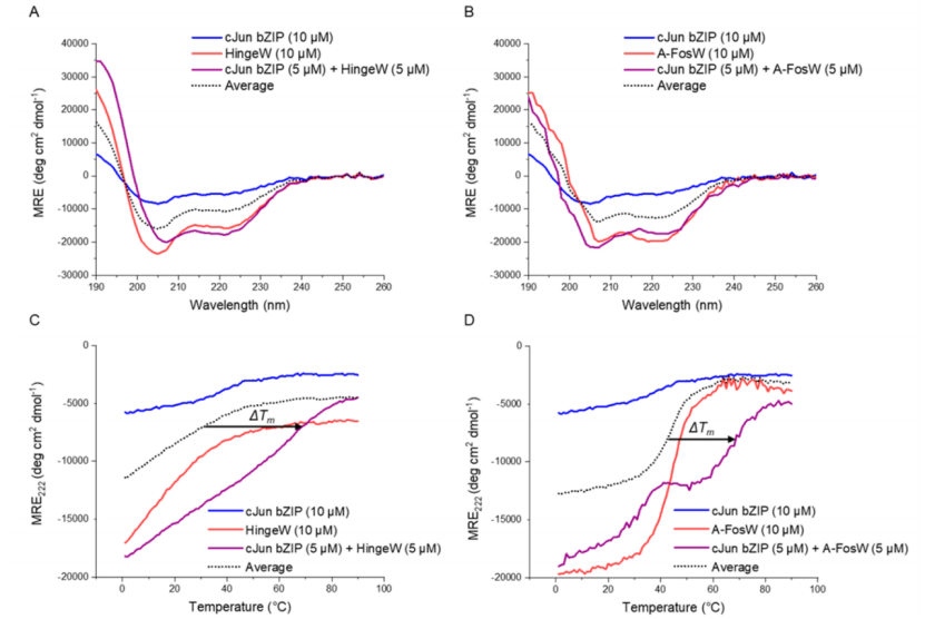 最新JACS:一种获得转录因子活性功能肽抑制剂的方法,图片,靶标,第5张