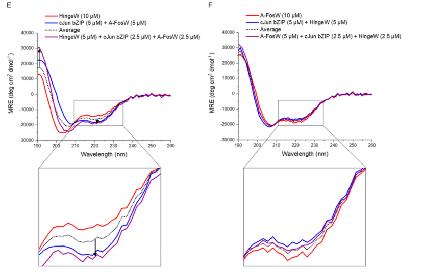 最新JACS:一种获得转录因子活性功能肽抑制剂的方法,图片,靶标,第6张