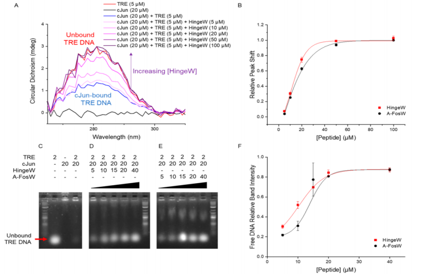 最新JACS:一种获得转录因子活性功能肽抑制剂的方法,图片,靶标,第7张