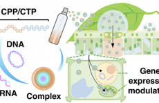非转基因调控最新ACS NANO:将核酸/肽复合物喷洒到植物细胞核和叶绿体中进行非转基因调控