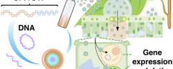 非转基因调控最新ACS NANO:将核酸/肽复合物喷洒到植物细胞核和叶绿体中进行非转基因调控