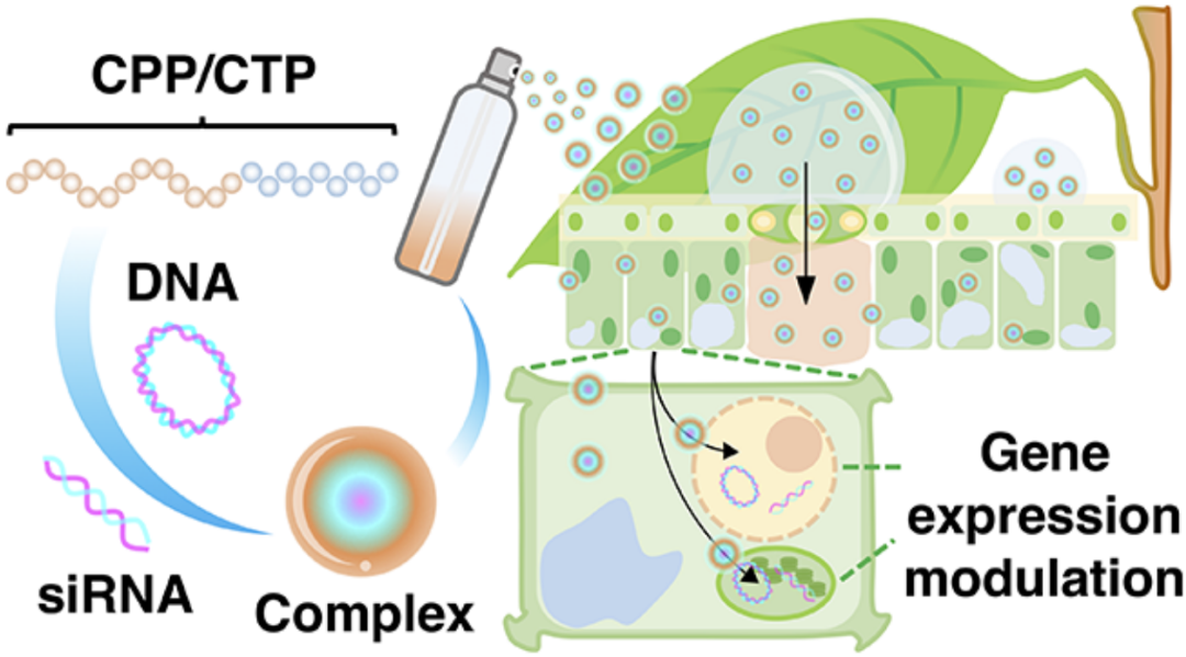非转基因调控最新ACS NANO:将核酸/肽复合物喷洒到植物细胞核和叶绿体中进行非转基因调控,图片,siRNA,高通量,纳米,基因,农业,免疫,第1张