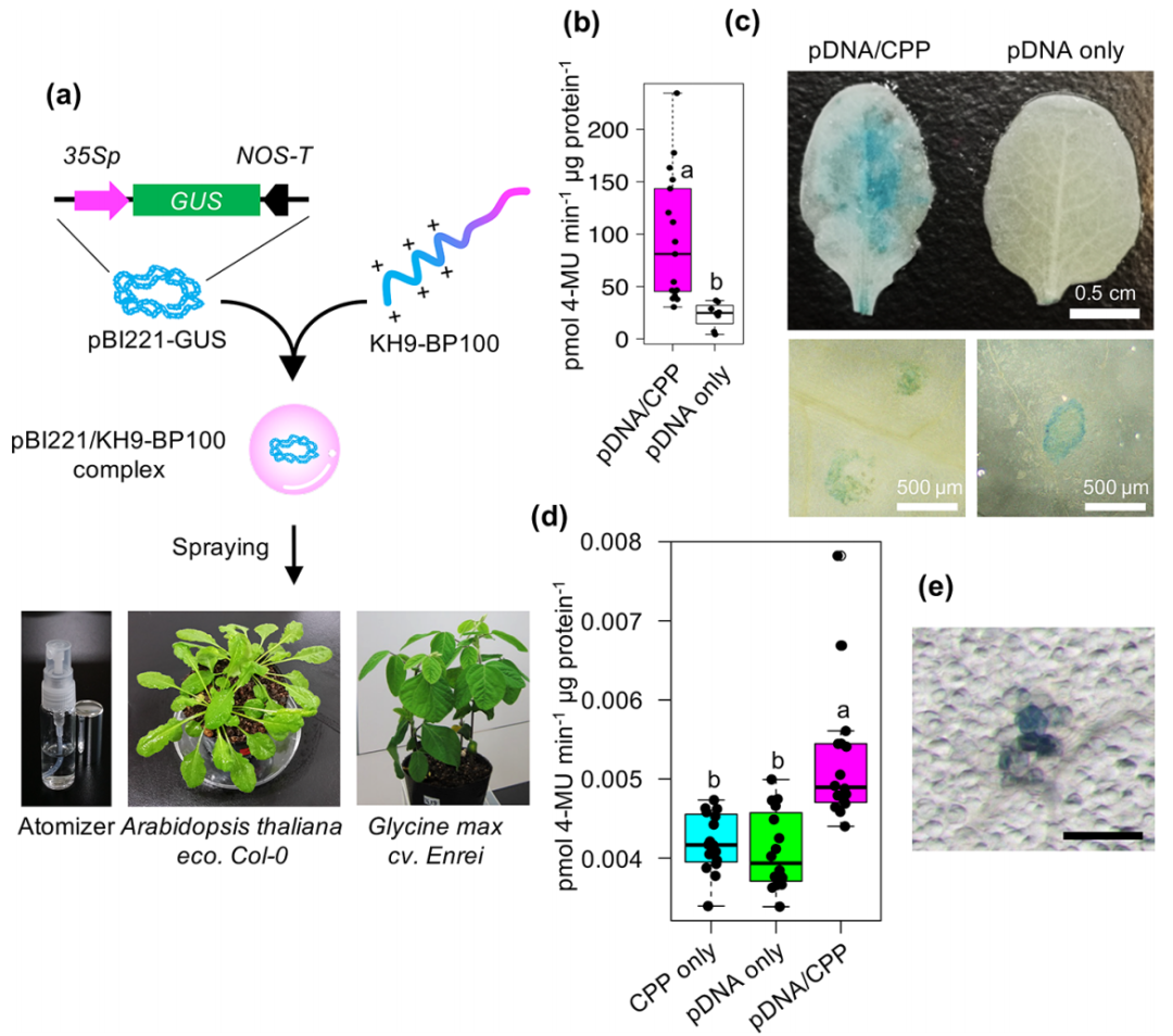 非转基因调控最新ACS NANO:将核酸/肽复合物喷洒到植物细胞核和叶绿体中进行非转基因调控,图片,siRNA,高通量,纳米,基因,农业,免疫,第6张