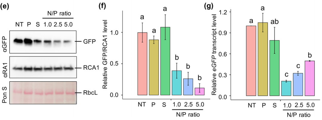 非转基因调控最新ACS NANO:将核酸/肽复合物喷洒到植物细胞核和叶绿体中进行非转基因调控,图片,siRNA,高通量,纳米,基因,农业,免疫,第13张